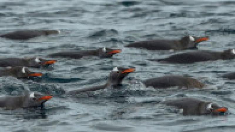 Peste 2.000 de pinguini Gentoo trăiesc pe insula Goudier. Foto: Profimedia Images | Poza 9 din 12