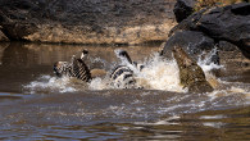 O zebră scapă cu viață după ce este atacată și se luptă cu 5 crocodili FOTO: Profimedia Images | Poza 5 din 16