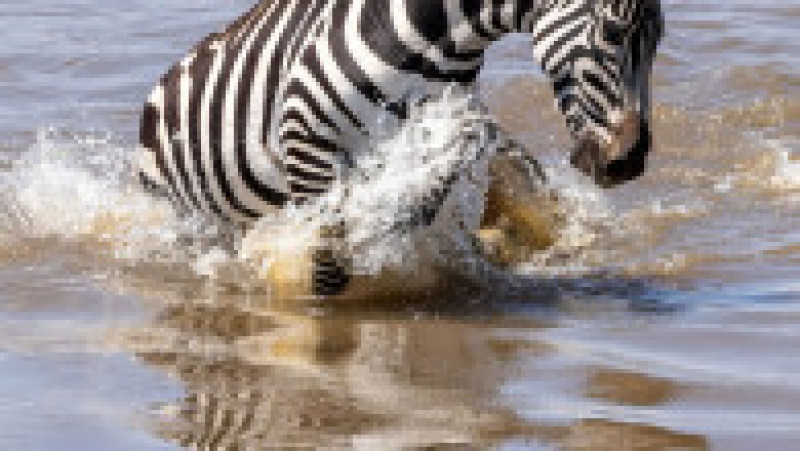 O zebră scapă cu viață după ce este atacată și se luptă cu 5 crocodili FOTO: Profimedia Images | Poza 3 din 16