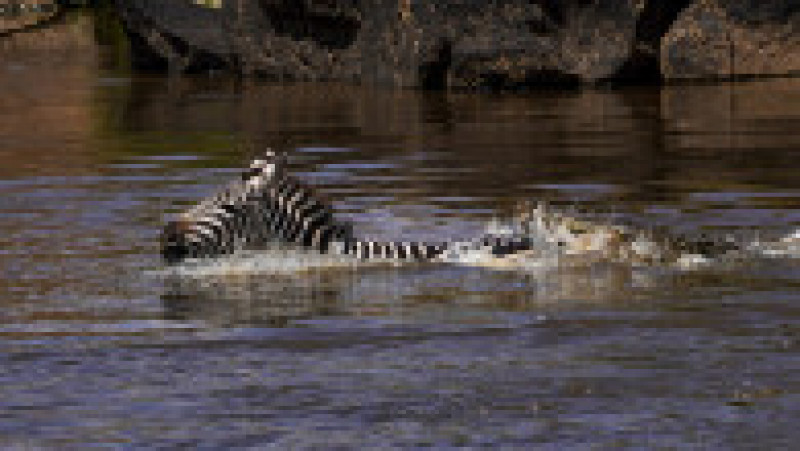 O zebră scapă cu viață după ce este atacată și se luptă cu 5 crocodili FOTO: Profimedia Images | Poza 4 din 16