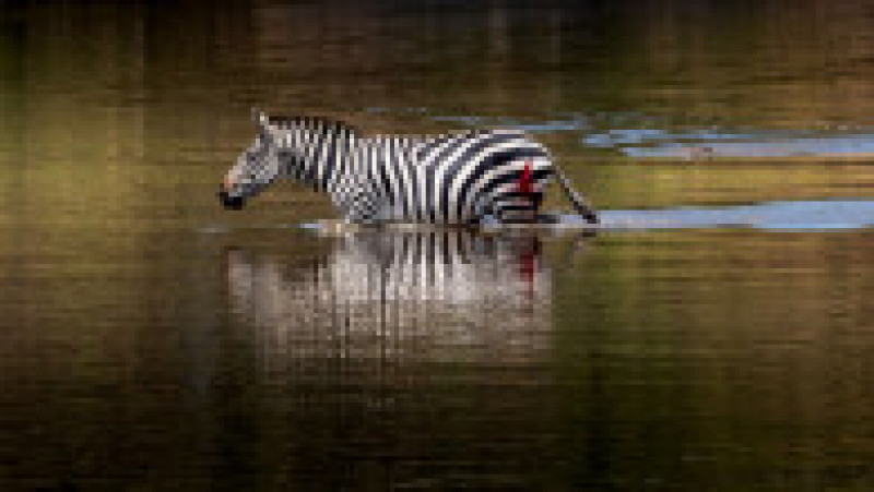 O zebră scapă cu viață după ce este atacată și se luptă cu 5 crocodili FOTO: Profimedia Images | Poza 6 din 16