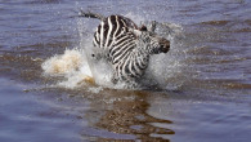 O zebră scapă cu viață după ce este atacată și se luptă cu 5 crocodili FOTO: Profimedia Images | Poza 1 din 16