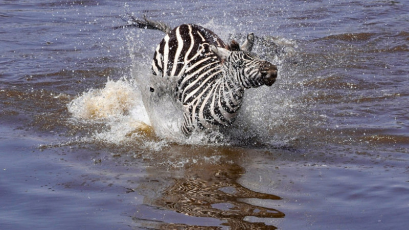O zebră scapă cu viață după ce este atacată și se luptă cu 5 crocodili FOTO: Profimedia Images