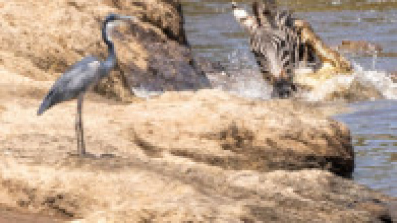 O zebră scapă cu viață după ce este atacată și se luptă cu 5 crocodili FOTO: Profimedia Images | Poza 8 din 16