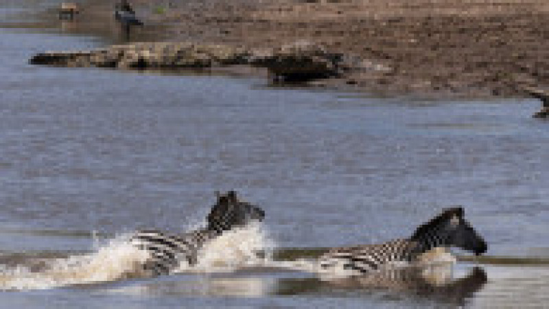 O zebră scapă cu viață după ce este atacată și se luptă cu 5 crocodili FOTO: Profimedia Images | Poza 11 din 16