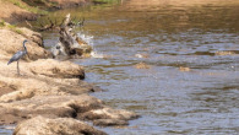O zebră scapă cu viață după ce este atacată și se luptă cu 5 crocodili FOTO: Profimedia Images | Poza 7 din 16