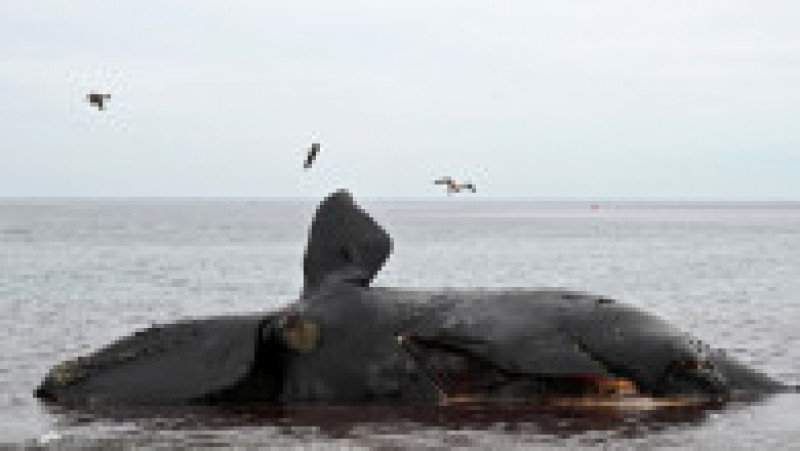 Mai multe balene ar fi murit în sudul Argentinei din cauza unei microalge. FOTO: Profimedia Images | Poza 6 din 11