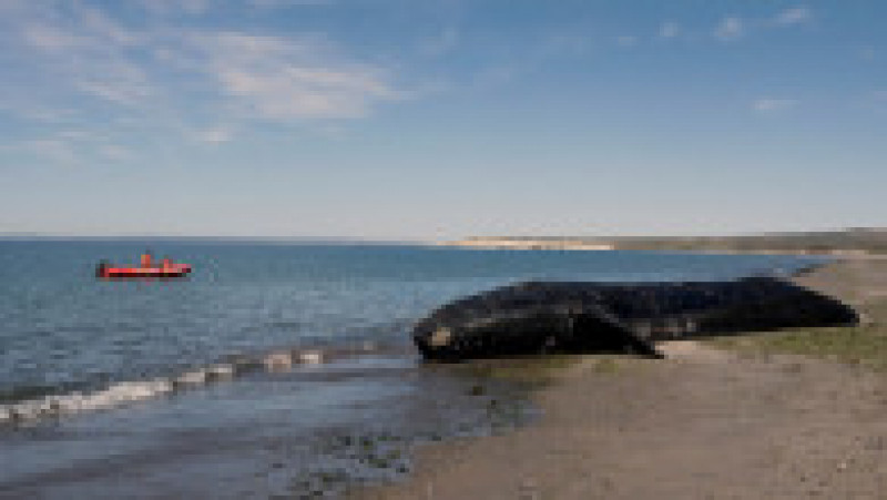 Mai multe balene ar fi murit în sudul Argentinei din cauza unei microalge. FOTO: Profimedia Images | Poza 3 din 11