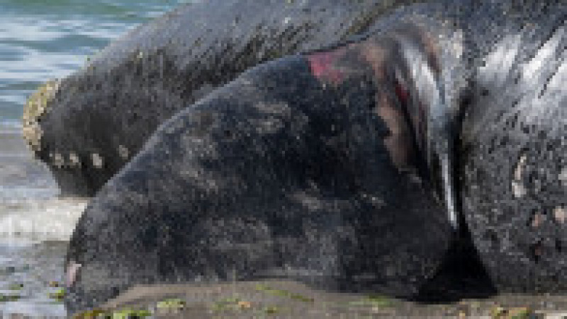 Mai multe balene ar fi murit în sudul Argentinei din cauza unei microalge. FOTO: Profimedia Images | Poza 4 din 11