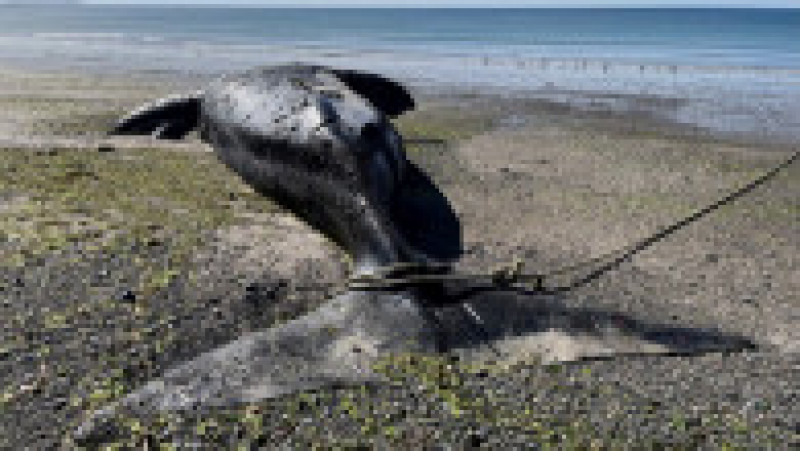 Mai multe balene ar fi murit în sudul Argentinei din cauza unei microalge. FOTO: Profimedia Images | Poza 5 din 11