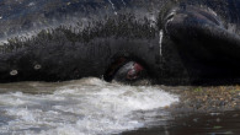 Mai multe balene ar fi murit în sudul Argentinei din cauza unei microalge. FOTO: Profimedia Images | Poza 7 din 11