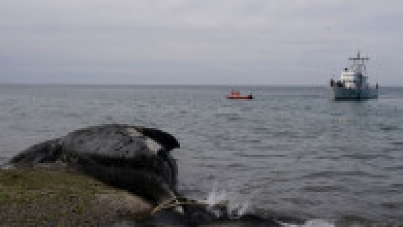 Mai multe balene ar fi murit în sudul Argentinei din cauza unei microalge. FOTO: Profimedia Images | Poza 8 din 11