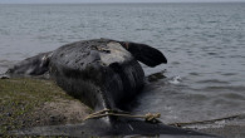 Mai multe balene ar fi murit în sudul Argentinei din cauza unei microalge. FOTO: Profimedia Images | Poza 2 din 11