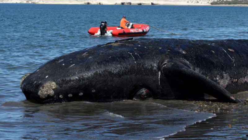 Mai multe balene ar fi murit în sudul Argentinei din cauza unei microalge. FOTO: Profimedia Images