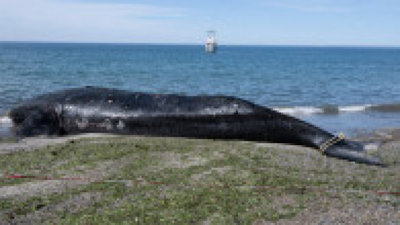 Mai multe balene ar fi murit în sudul Argentinei din cauza unei microalge. FOTO: Profimedia Images | Poza 9 din 11