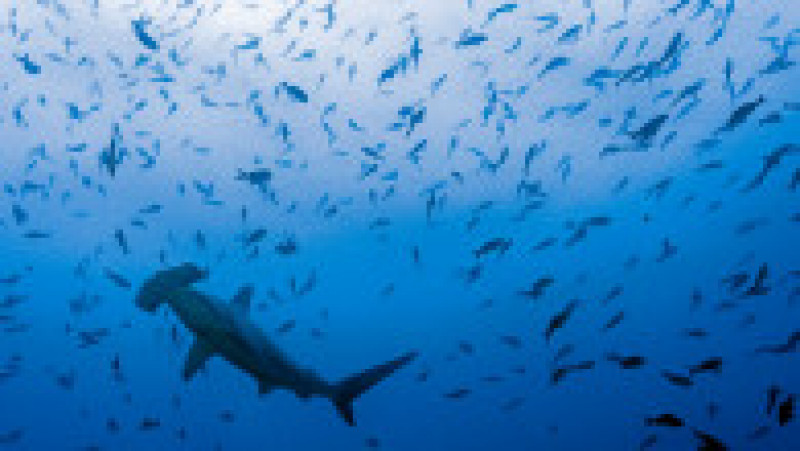 Un rechin-ciocan înoată în apele Insulelor Galapagos printre multe alte specii de pești. Foto: Profimedia Images | Poza 3 din 12