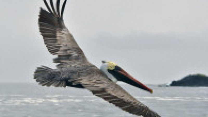 Pelican brun în Insulele Galapagos. Foto: Profimedia Images | Poza 12 din 12