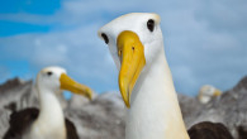 Albatrosul de Galapagos. Foto: Profimedia Images | Poza 5 din 12
