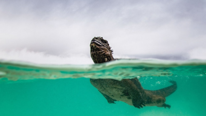 Iguana marină din Insulele Galapagos - singura șopârlă din lume care își caută hrana în ocean. Foto: Profimedia Images