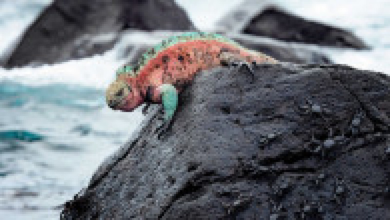 Iguana marină din Insulele Galapagos - singura șopârlă din lume care își caută hrana în ocean. Foto: Profimedia Images | Poza 8 din 12