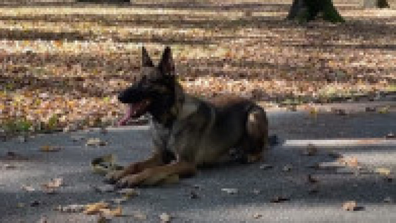 Un luptător de la Azovstal și-a regăsit după jumătate de an câinele pe care l-a crezut mort. FOTO: Captură Youtube | Poza 1 din 8