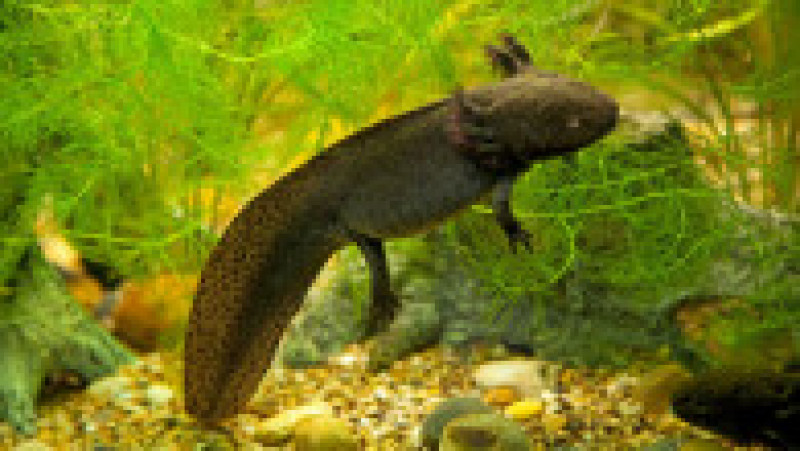 Axolotl este un animal exotic, iar numele său înseamnă „monstrul apelor” în limba nahualt, care era vorbită de azteci. Foto: Profimedia | Poza 8 din 14