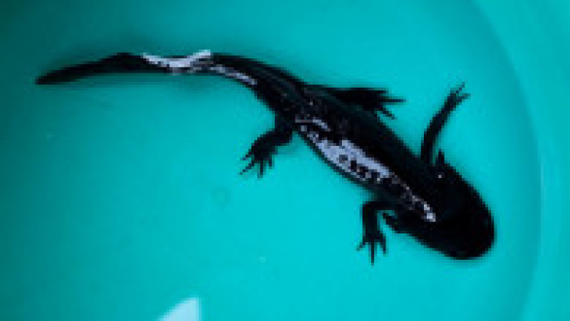 Axolotl este un animal exotic, iar numele său înseamnă „monstrul apelor” în limba nahualt, care era vorbită de azteci. Foto: Profimedia | Poza 10 din 14