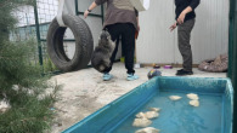 Ratonul botezat "Ton" provine din comerțul ilegal cu animale exotice. Foto: Fundația Visul Luanei Facebook | Poza 2 din 8