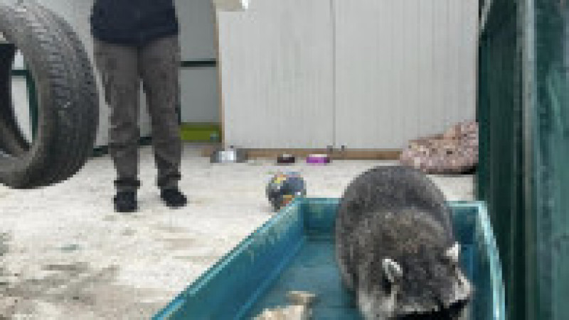 Ratonul botezat "Ton" provine din comerțul ilegal cu animale exotice. Foto: Fundația Visul Luanei Facebook | Poza 8 din 8
