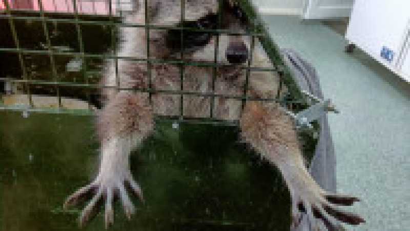 Ratonul botezat "Ton" provine din comerțul ilegal cu animale exotice. Foto: Fundația Visul Luanei Facebook | Poza 4 din 8