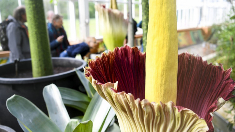 Floare cadavru la o grădină botanică din Belgia. Foto: Profimedia Images