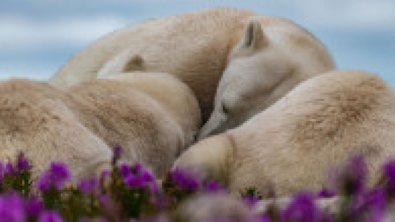 Imagini uimitoare cu urși polari care se joacă și se relaxează într-un câmp de lavandă. FOTO: Profimedia Images | Poza 8 din 10