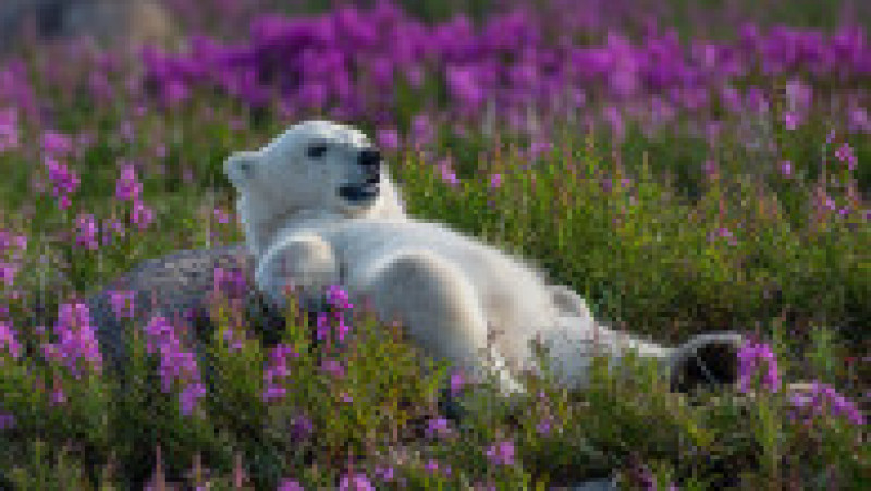 Imagini uimitoare cu urși polari care se joacă și se relaxează într-un câmp de lavandă. FOTO: Profimedia Images | Poza 1 din 10