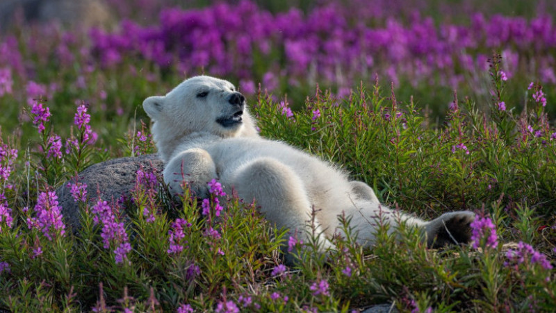 Imagini uimitoare cu urși polari care se joacă și se relaxează într-un câmp de lavandă. FOTO: Profimedia Images
