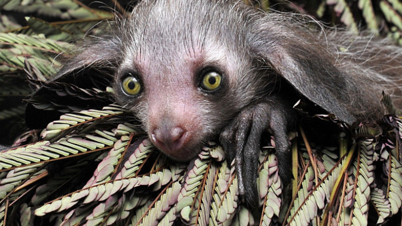 Acești lemuri foarte rari au dinți care cresc în mod constant, urechi mari și niște mâini ciudate care au un deget mijlociu foarte lung și subțire. Foto: Profimedia Images