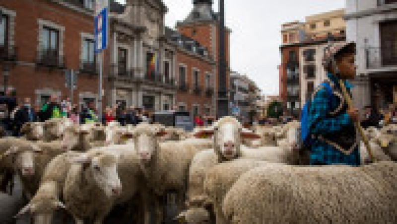Mii de oi au blocat centrul Madridului. FOTO: Profimedia Images | Poza 4 din 14