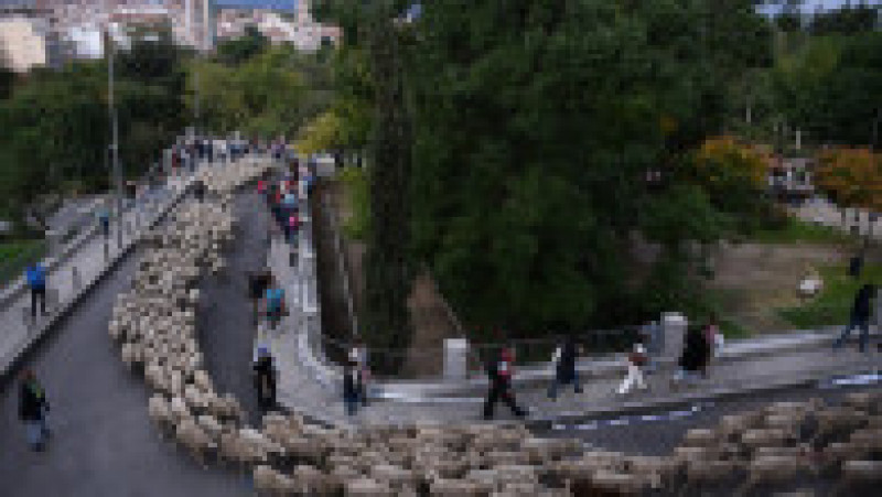 Mii de oi au blocat centrul Madridului. FOTO: Profimedia Images | Poza 1 din 14