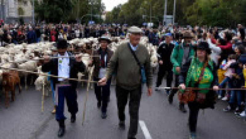 Mii de oi au blocat centrul Madridului. FOTO: Profimedia Images | Poza 2 din 14