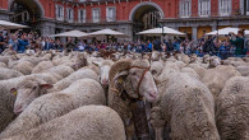 Mii de oi au blocat centrul Madridului. FOTO: Profimedia Images | Poza 3 din 14