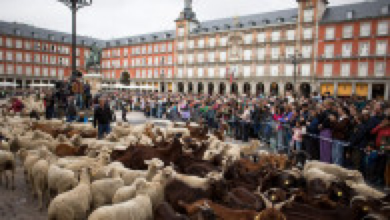 Mii de oi au blocat centrul Madridului. FOTO: Profimedia Images | Poza 5 din 14