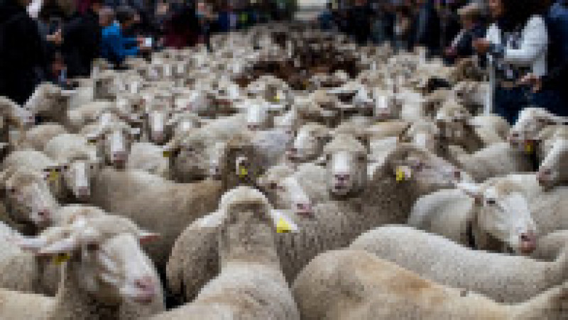 Mii de oi au blocat centrul Madridului. FOTO: Profimedia Images | Poza 6 din 14