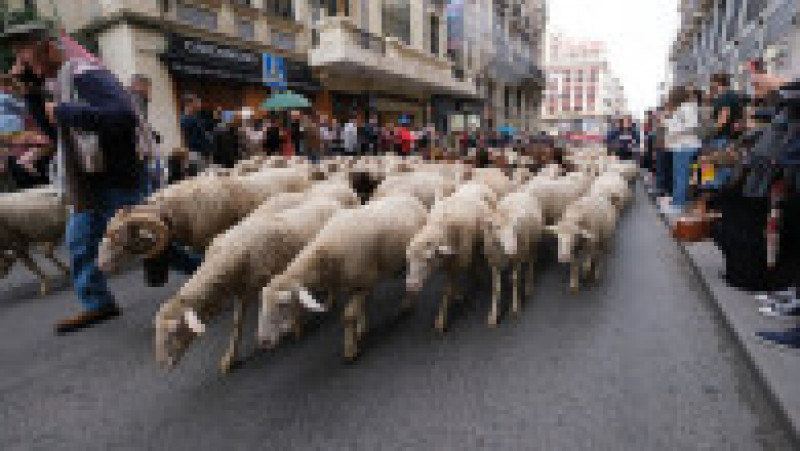 Mii de oi au blocat centrul Madridului. FOTO: Profimedia Images | Poza 14 din 14