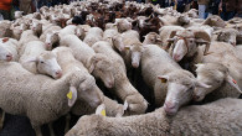 Mii de oi au blocat centrul Madridului. FOTO: Profimedia Images | Poza 11 din 14