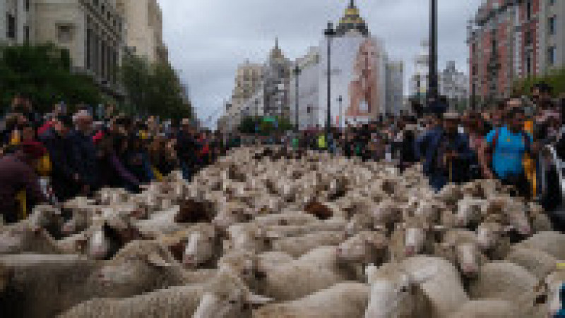 Mii de oi au blocat centrul Madridului. FOTO: Profimedia Images | Poza 12 din 14