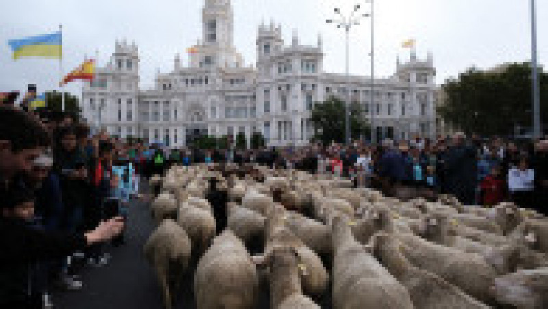 Mii de oi au blocat centrul Madridului. FOTO: Profimedia Images | Poza 13 din 14