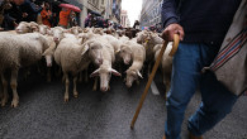 Mii de oi au blocat centrul Madridului. FOTO: Profimedia Images | Poza 7 din 14