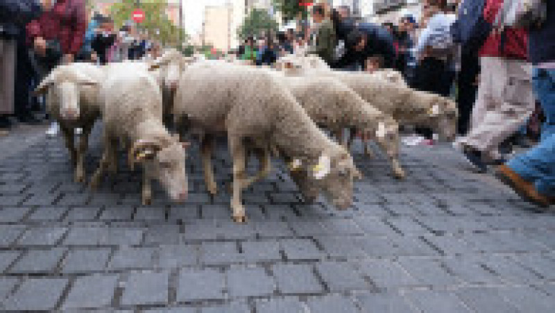 Mii de oi au blocat centrul Madridului. FOTO: Profimedia Images | Poza 8 din 14