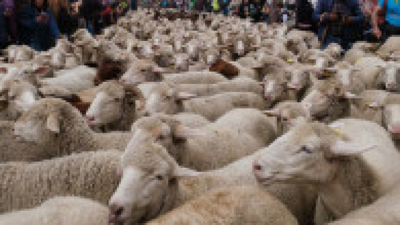 Mii de oi au blocat centrul Madridului. FOTO: Profimedia Images | Poza 9 din 14