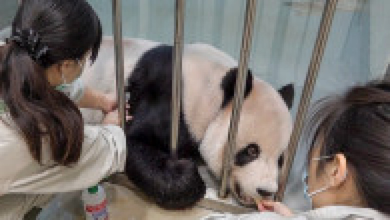 Taiwan a cerut ajutor veterinarilor din China pentru a-l trata pe Tuan Tuan. FOTO: Profimedia Images | Poza 7 din 8
