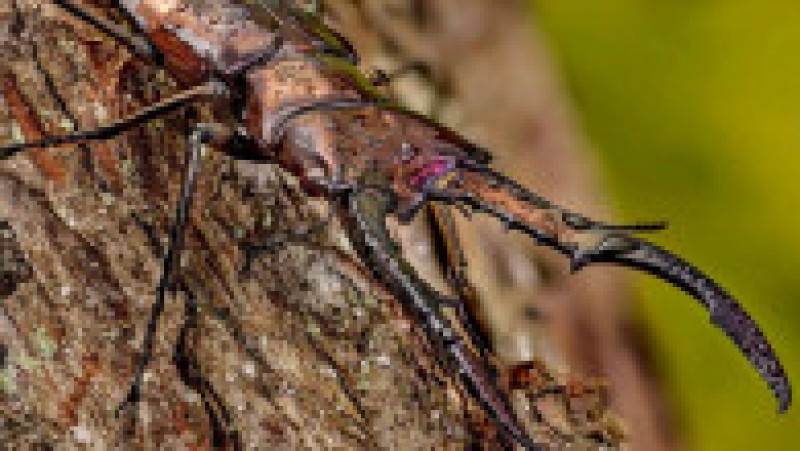 Rădașcă "Cyclommatus metallifer". Foto: Eugenijus Kavaliauskas, Instagram / dantis_net | Poza 8 din 16